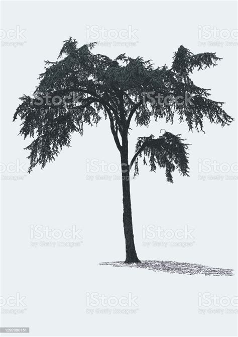 Weeping Pine Tree Stock Illustration Download Image Now Istock