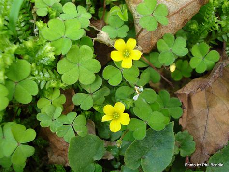 http://theconservationbiologist.tumblr.com/post/83998284721/plant-of-the-week-wood-sorrel-oxalis