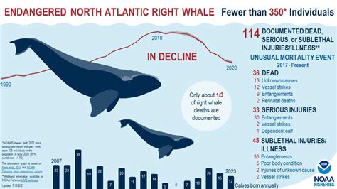 Feds Report Steep Decline Of Endangered North Atlantic Right Whale