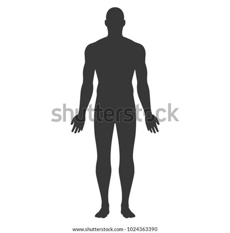 Anatomical Position Anterior View Male Body Stock Vector Royalty Free