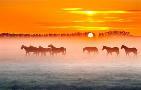 Horse Farm Wallpapers Top Free Horse Farm Backgrounds Wallpaperaccess