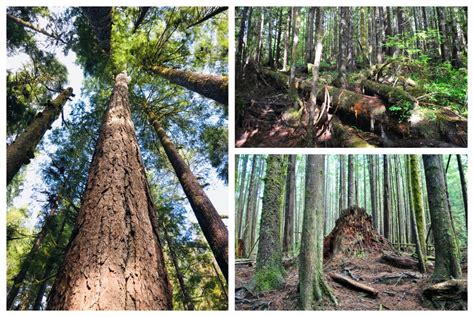 Giant Tree Hunting And Old Growth Forest Conservation In Vancouver