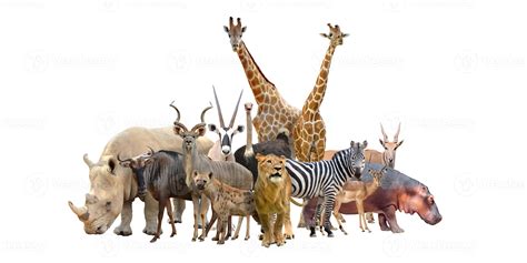 Group Of Africa Animals 10074002 Stock Photo At Vecteezy