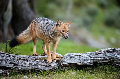 Arctic Fox Facts Animals Of The Arctic Worldatlas