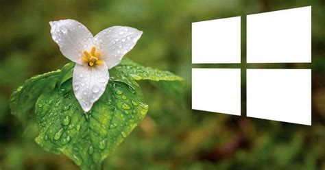 Windows 10 21h1 Posible Fecha De Lanzamiento De La Nueva Versión
