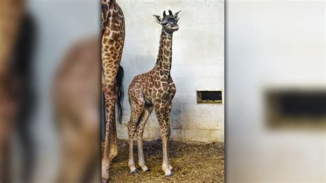 Baby Giraffe Born At Greenville Zoo