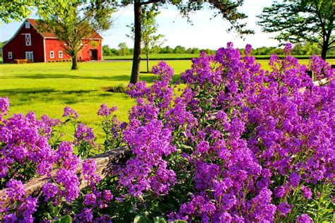 Lilac Bush In The Countryside