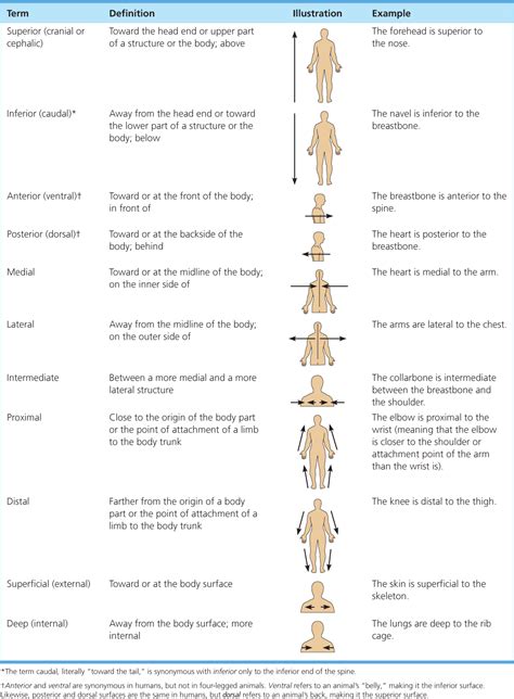 Directional Terms