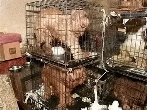 A Woman Has Been Banned From Keeping Animals For Life After A Raid On
