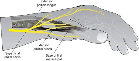 The radial nerve is a nerve in the human body that supplies the posterior portion of the upper limb. Wrist Block | Anesthesia Key