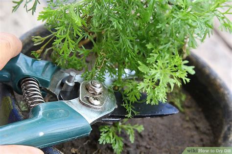 If an abundant supply of dill is required, plant seeds directly in the ground every couple of weeks for an ongoing harvest. 3 Ways to Dry Dill - wikiHow