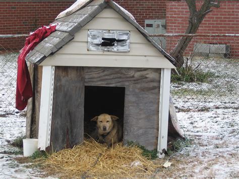 Dogs Deserve A Real Home For The Holidays And Every Day Peta