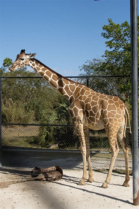 Zoo Miami Welcomes 52nd Giraffe Calf Zooborns