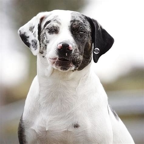 Catahoula Bulldogs for Sale - Catahoula Bulldog Puppies ...