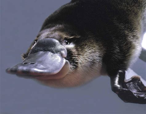 15 Things The Platypus Is Desperately Trying To Tell Us