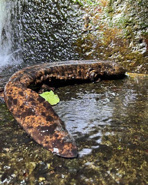 A New Approach For Japanese Giant Salamander Conservation Iucn Ssc