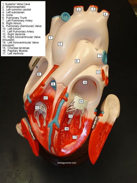 Heart Models Heart Anatomy Human Anatomy And Physiology Medical Anatomy