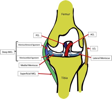 Knee Ligament Diagram Photos
