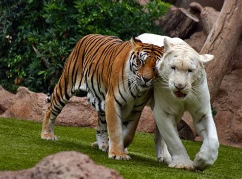 Bengal Tigers Play Together Wallpapers Hd Desktop And Mobile Backgrounds