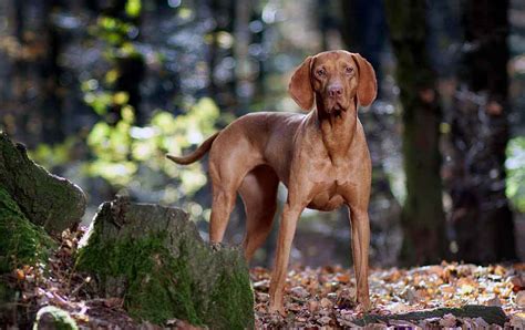 Hungarian Vizsla Information And Dog Breed Facts Pets Feed