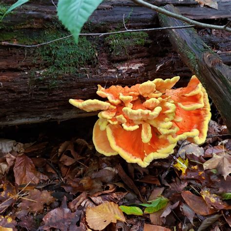 7 Amazing Wild Mushrooms In Pa Luther Homestead