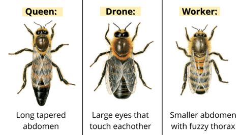 How To Find A Queen Bee What Does A Queen Bee Look Like Learnbees