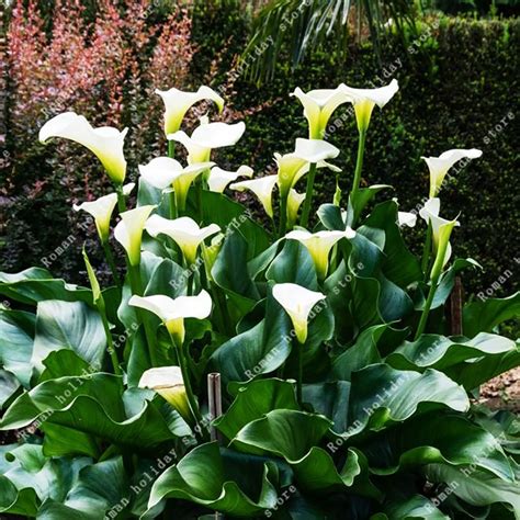 1 Pcs Bulb Rare Elegant White Calla Lily Bulbs GreenSeedGarden