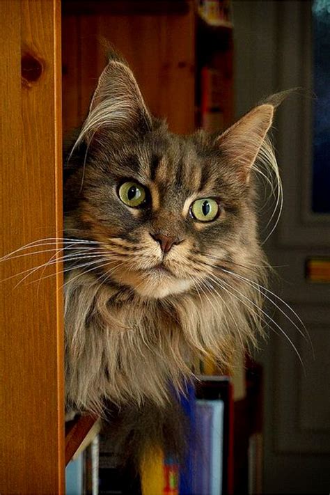 Pin On Maine Coon Lovers