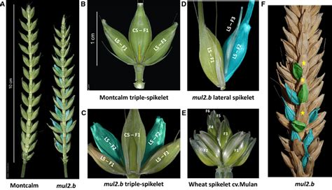 Spike And Spikelet Phenotypes Of Cv Montcalm And Derived Mutant
