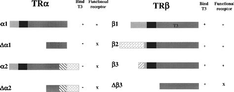 Figure 1 From Mechanism Of Thyroid Hormone Action Semantic Scholar