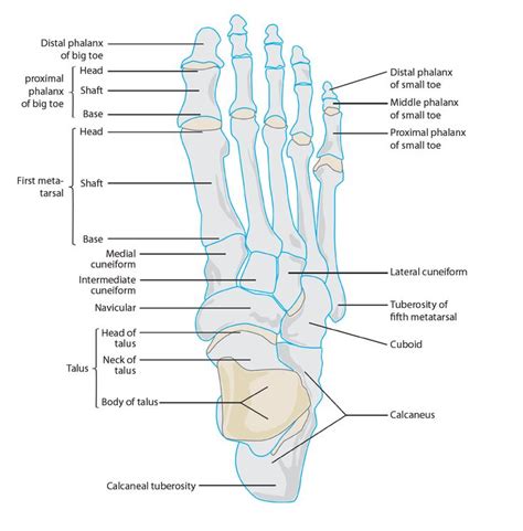 Pin on Bones of the Foot