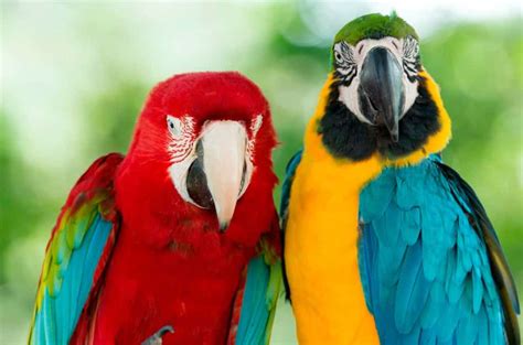Aves Para Colorear 5 Mejores Imágenes Con Reseñas