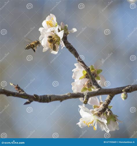 Almond Tree Flowers Blue Sky Spring Background Stock Image Image Of