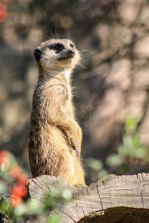 Portrait Of A Meerkats Stock Image Image Of Summer Color 96460423