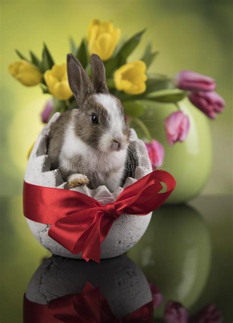 Little Bunny With Easter Eggs In Flower Stock Photo Image Of Easter