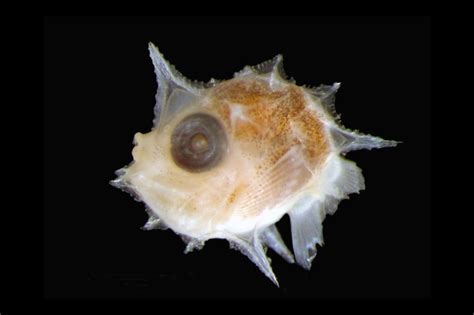 For the first time ever, sunfish larva have been identified. mola mola - Szukaj w Google