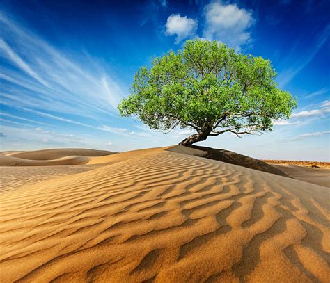Desert Tree Stock Photos Pictures And Royalty Free Images Istock