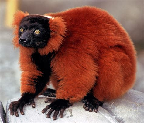 Red Ruffed Lemur Photograph By Millard H Sharp
