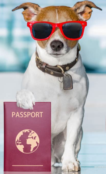 Take your pet wherever life takes you. Pet Relocation Dubai - Aeon Shipping LLC