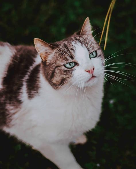 On a dry matter basis, the food has 27.8% protein, 16.7% fat, 3.3% fiber, and approximately 43.3% carbohydrates. What Do Cats Eat In The Wild? Should You Feed Your Cat Diet?