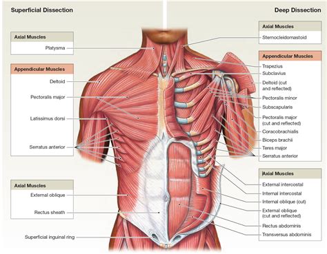 This allows you to determine what size and shape to make each muscle. The muscles of the abdominal wall LEARN FOR LAB | Human ...