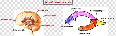 Lateral Ventricles Ventricular System Brain Choroid Plexus Tela