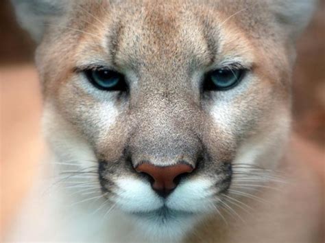 2 Cougar Eastern Puma Extinct Alien Media News
