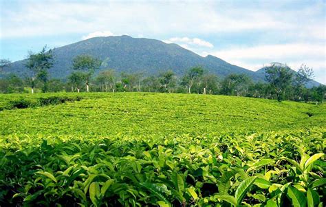 Luas kebun pak karto adalah …. Kebun Teh Margawindu Sumedang