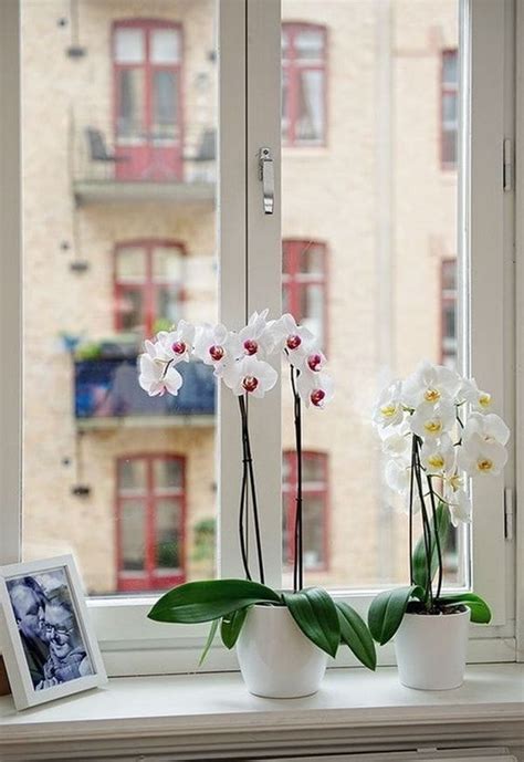 Plantas de moda para interior del 2020. Ideas originales para decorar interiores con plantas ...