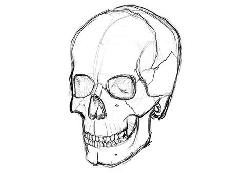 How To Draw A Skull A Step By Step Guide Udemy Blog