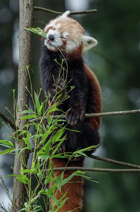 Red Panda Bliss Photograph By Greg Nyquist Fine Art America