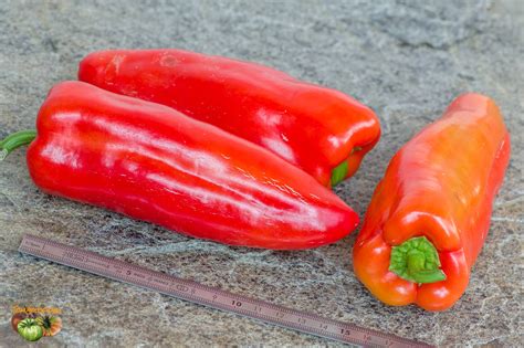 Maybe you would like to learn more about one of these? Gypsy pepper