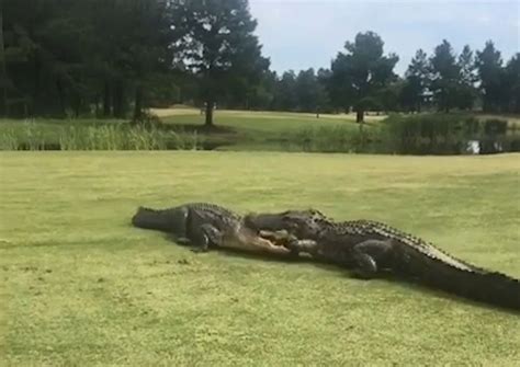 2 Large Alligators Fight On Golf Course Video Abc News