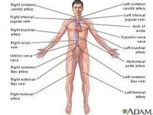 10 Facts about Circulatory System | Fact File